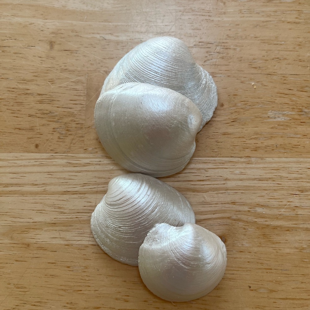 Set of 4-Pearl painted oyster shells